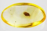 Detailed Fossil Planthopper (Fulgoroidea) Nymph In Baltic Amber #372631-1
